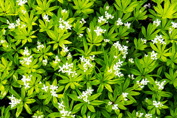 Small white spring flowers during a beautiful sunny day. Quebec, Canada.
