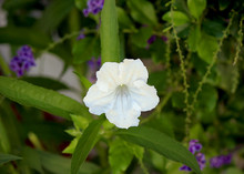  Flower Of Ruellia Brittoniana 'White Katie'