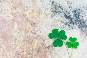 Two shamrock born from the same tree are different colors. Like the people who originated from the same family have different habits. Common general in this world.