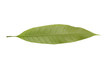 Mango leaves on a white background