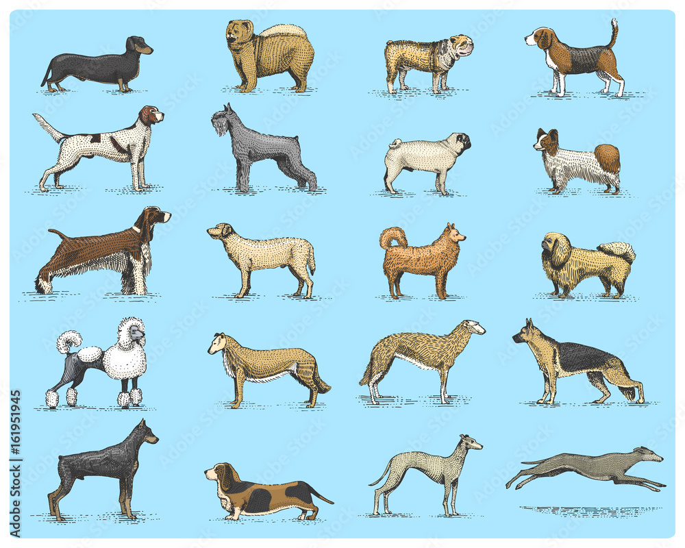 dog breeds engraved, hand drawn vector illustration in woodcut ...