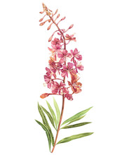 Illustration In Watercolor Of Willow-nerb. Floral Card With Flowers. Botanical Illustration.