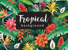 Background From Tropical Flowers