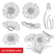 Vector set with outline open Alpine aster flower, bud and leaf isolated on white background. Ornamental Alpine mountain flowers in contour style for summer design and coloring book.