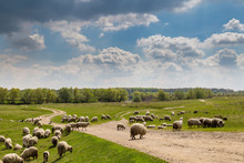 Pastoral Scenery With Herd Of Sheep And Goats Along River Bank, In Eastern Europe, In Spring