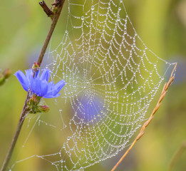 wasp spider, argiope, spider web covered by water droplets and morning dew