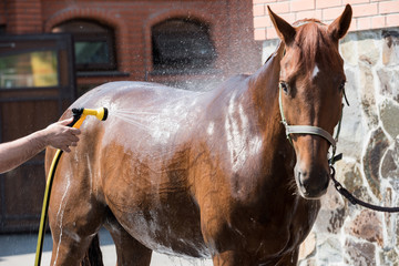 Wall Mural - Cropped shot of person washing brown purebred horse outdoors