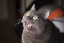 A Hungry Gray Cat With Yellow Eyes Licks Its Face In Anticipation Of Dinner.