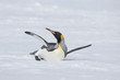 King penguin stretching on South Georgia Island