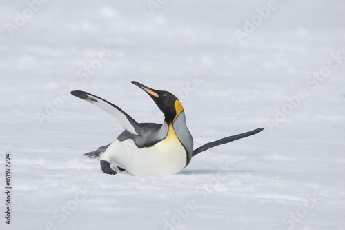 Fotografie, Obraz King penguin stretching on South Georgia Island