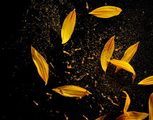 Sunflower Petals With Pollen Isolated On Black Background