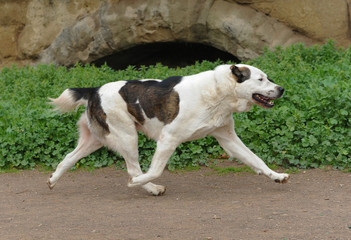 Wall Mural - Central Asia Shepherd Dog