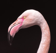 Flamingo Stare