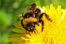 Bumblebee Pollinating Flower