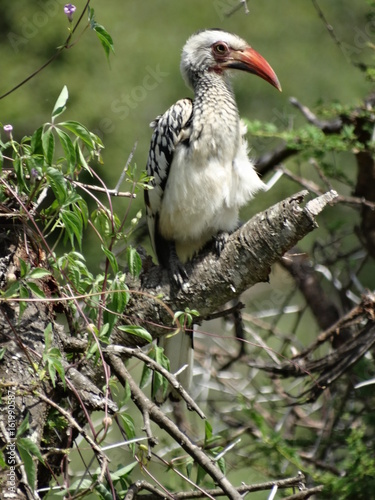 Oiseau à Bec Rouge Parc Kruger Buy This Stock Photo And