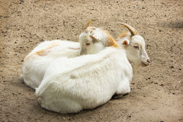 two young goats rest on the sand