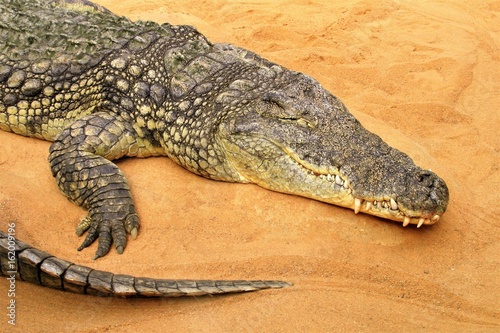 Plakat Krokodyl. Zoo w Kolonii.