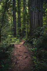 Lush forest hiking path.