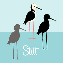 Stilt  Bird  Vector Illustration Style Flat Black Silhouette