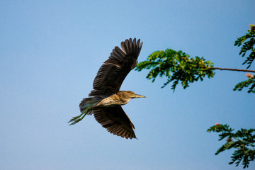 Wall Mural - flying heron bird