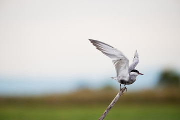 Wall Mural - Little Tern in wetlands Thale Noi, one of the country's largest wetlands covering Phatthalung, Nakhon Si Thammarat and Songkhla ,South of THAILAND.