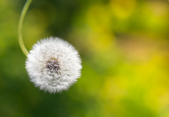 Wall Mural - fluffy dandelion on a beautiful background.