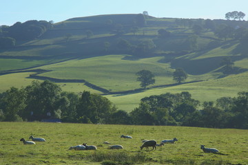 Wall Mural - Sheep graze on a farmland in Blackdown Hill, East Devon