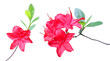 Flowering branches of red rhododendron isolated on white background.