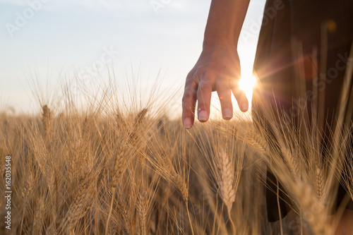 Fotografie, Obraz Ragazza sta accarezzando delle spighe di grano in un campo al tramonto