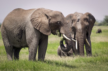 Elephant Family With Young On Grazing