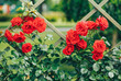 © kamaz007 - red beautiful roses climbing on a decorative fence