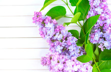 Lilac Flowers Bunch On White Planks Wood Background