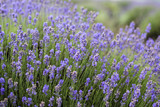 Fototapeta Lawenda - Beautiful image of lavender field, Lavender flower field, image for natural background