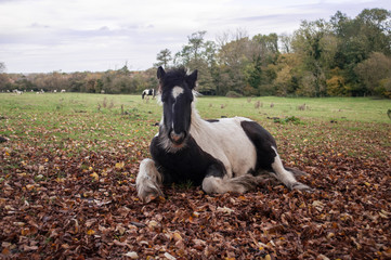 Horse Resting Looking at the Camera