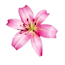 The Lily Flower On A White Background