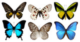Fototapeta Motyle - Set of six butterfly isolated on white background with clipping path, yellow green blue wings insects