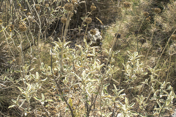 Wall Mural - Dry wild plants and grass closeup on the rocks at Corfu, Greece, in summer.