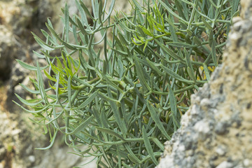 Wall Mural - Wild plants and grass closeup on the rocks at Corfu, Greece, in summer. 