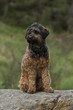 © abr68 - Hundeportrait