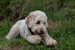 © abr68 - Hundeblick
