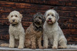 © abr68 - Hunde auf Bank