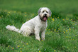 © abr68 - Hund auf Wiese