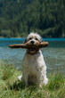 © abr68 - Hund hat Stock im Maul