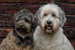 © abr68 - Hundegeschwister
