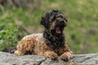 © abr68 - Hund auf Stein