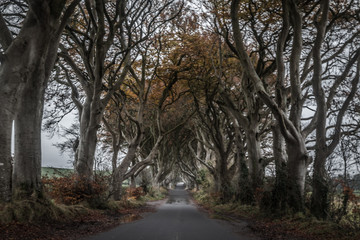 The Dark Hedges