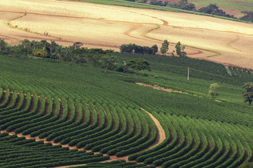 Coffee plantation farm in the mountains landscape