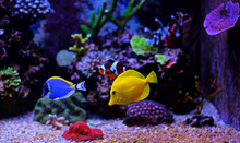 Aquarium Tropical Fishes 
