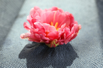 Poster - Beautiful pink tulip on mat, closeup