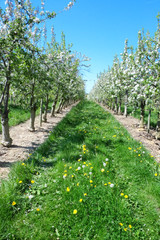 Canvas Print - Blossoming apple orchard in sunny day